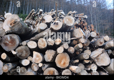 CUT DOWN LOGS IN A  FOREST  LOGGING OPERATION IN WALES,UK Stock Photo