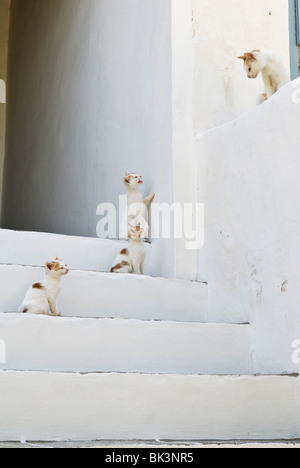 Three kittens and their mother on whitewashed steps of a house in Greece Stock Photo