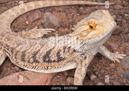 Inland or central bearded dragon, Pogona vitticeps, native to arid and semi-arid areas of Australia Stock Photo