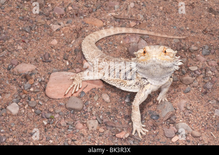 Inland or central bearded dragon, Pogona vitticeps, native to arid and semi-arid areas of Australia Stock Photo