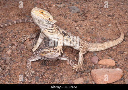 Inland or central bearded dragon, Pogona vitticeps, native to arid and semi-arid areas of Australia Stock Photo