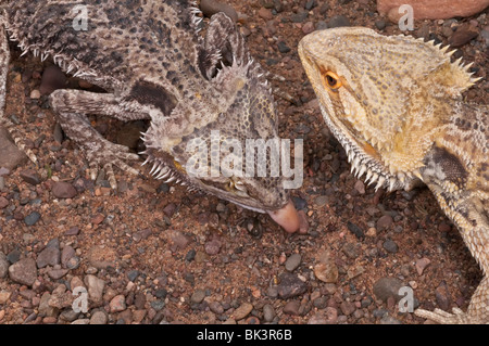 Inland or central bearded dragon, Pogona vitticeps, native to arid and semi-arid areas of Australia, feeding on grubs Stock Photo