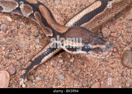 Ball (Royal) python, Python regius, native to west and central Africa Stock Photo