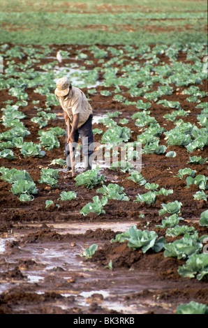 Fieldworker hoeing by hand an irrigated cabbage patch in Matanzas Province, Cuba. Stock Photo