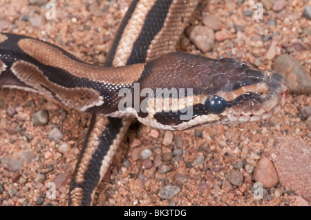 Ball (Royal) python, Python regius, native to west and central Africa Stock Photo