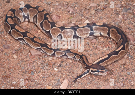 Ball (Royal) python, Python regius, native to west and central Africa Stock Photo