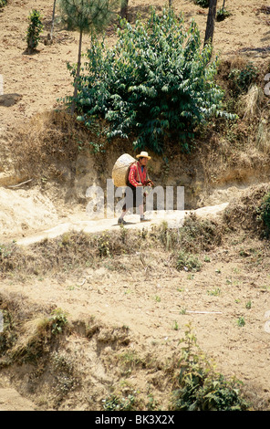 Man carrying a large woven basket on his back and walking a dirt road in rural Guatemala, Central America Stock Photo