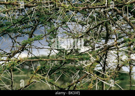 Close-up of an Acacia branch with sharp prickly thorns in Kenya, Africa.  The thorns protect acacias leaves from herbivorous (plant-eating) animals. Stock Photo