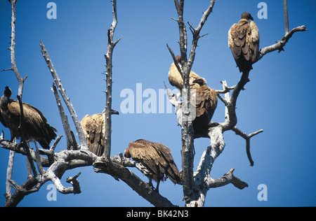 Nubian Vultures resting in trees, Kenya. Africa Stock Photo