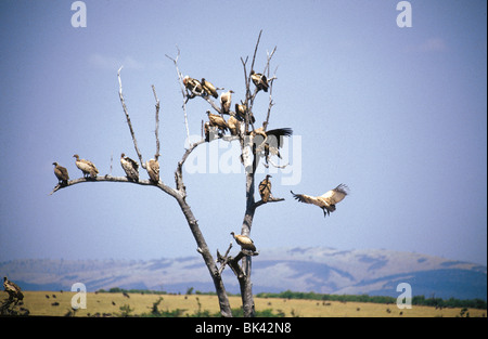 Nubian Vultures resting in trees, Kenya. Africa Stock Photo