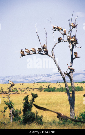 Nubian Vultures resting in trees in Kenya, Africa Stock Photo