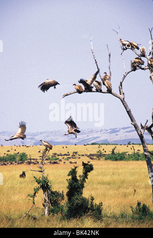 Nubian Vultures resting in trees with herds of wildebeests in the background, Kenya Stock Photo