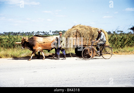 Oxen pulling farm wagon and man on bicycle, Cuba Stock Photo