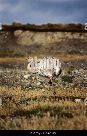 Darwin's Rhea (Rhea pennata), also known as the Lesser Rhea, Chile Stock Photo