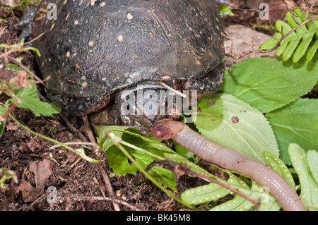 Spotted turtle, Clemmys guttata, eating a common earthworm, Lumbricus terrestris.  Turtle is native to eastern United States Stock Photo