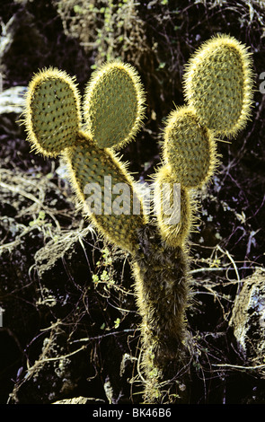 Opuntia (also known as Prickly Pear Cactus, Nopales, or Paddle Cactus), Galapagos Islands, Ecuador Stock Photo