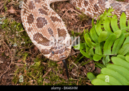 Western hognose snake (Heterodon nasicus), prairie grasslands, southern ...