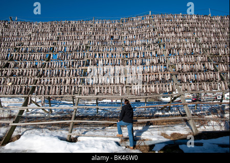 Drying cod to produce traditional stockfish on outdoor A frame racks in Svolvaer in Lofoten Islands in Norway Stock Photo