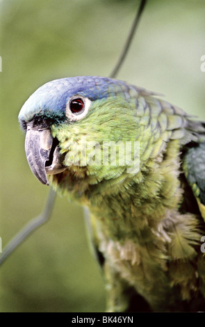 Close-up of a Blue-crowned Mealy Amazon Parrot (Amazona farinosa guatemalae) or Guatemalan Mealy Amazon, Guatemala Stock Photo