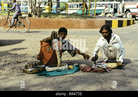Snake charmers holding an Indian Python and pointing at a cobra, India Stock Photo