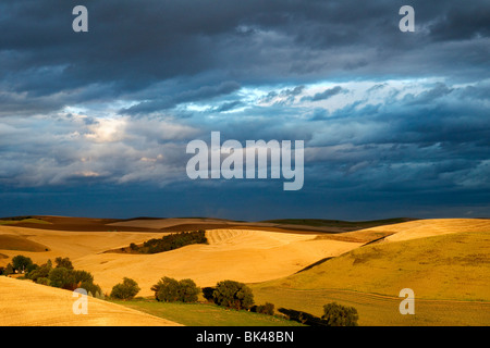 Sunlight breaks through the clouds to light up mature wheat fields in the Palouse region of Washington Stock Photo