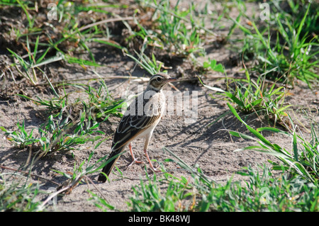 African Pipit Anthus cinnamomeus standing on ground Stock Photo