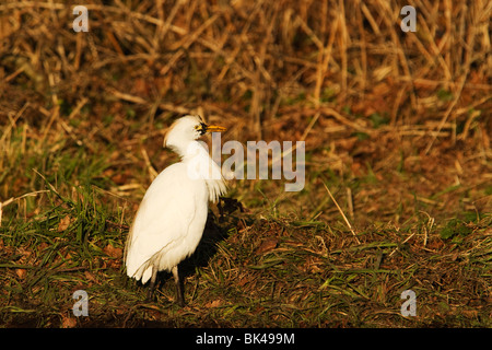 Cattle egret next to the south drain on Shapwick Heath in Somerset. Stock Photo