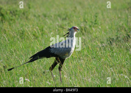 Secretary Bird Sagittarius serpentarius standing in grassland savannah Stock Photo