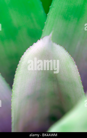 bromeliad without flower closeup close up macro water pooled at centre of rosette cultivar sp variant extreme macro Stock Photo
