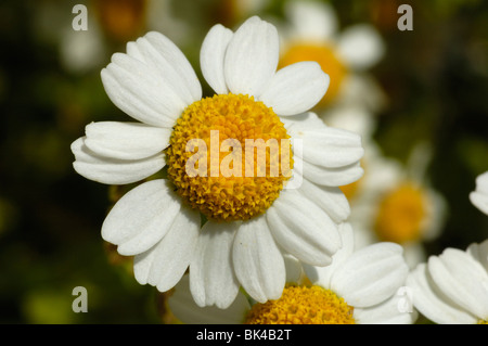 Feverfew, tanacetum parthenium Stock Photo