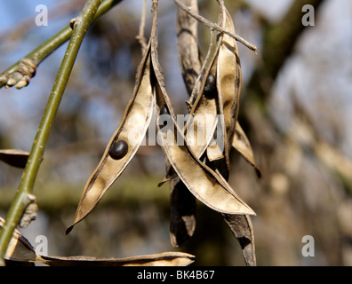 Robinia pseudoacacia, commonly known as the Black Locust seeds in spring, Great Britain, 2010 Stock Photo