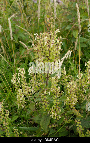 Wood Sage, teucrium scorodonia Stock Photo