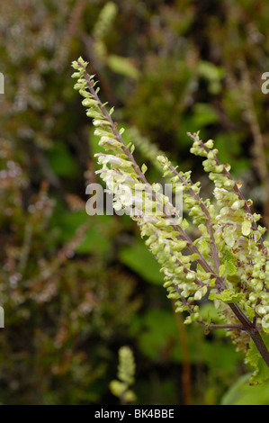 Wood Sage, teucrium scorodonia Stock Photo