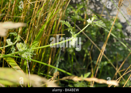 Knotted Hedge-parsley Stock Photo
