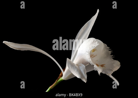 Pleione grandiflora species windowsill orchid flower plant   white set contrast contrasted black dark background Stock Photo