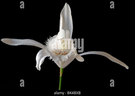 Pleione grandiflora species windowsill orchid flower plant  white set contrast contrasted black dark background Stock Photo