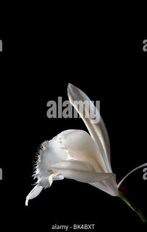 Pleione grandiflora species windowsill orchid flower plant  white set contrast contrasted black dark background Stock Photo