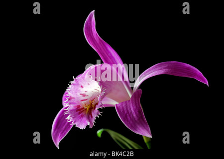 pleione formosana species windowsill orchid flower plant pink white set contrast contrasted black dark background Stock Photo