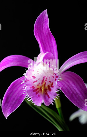 pleione formosana species windowsill orchid flower plant pink white set contrast contrasted black dark background Stock Photo