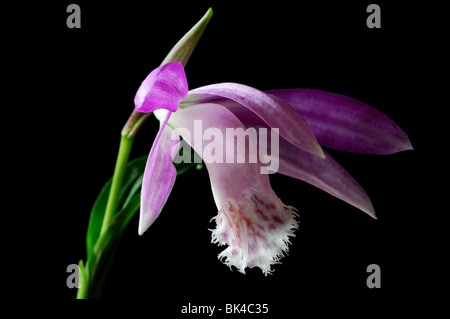 pleione formosana species windowsill orchid flower plant pink white set contrast contrasted black dark background Stock Photo