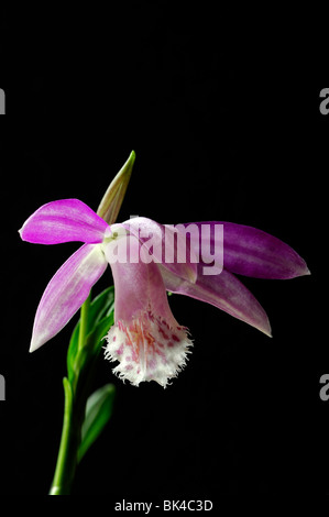 pleione formosana species windowsill orchid flower plant pink white set contrast contrasted black dark background Stock Photo