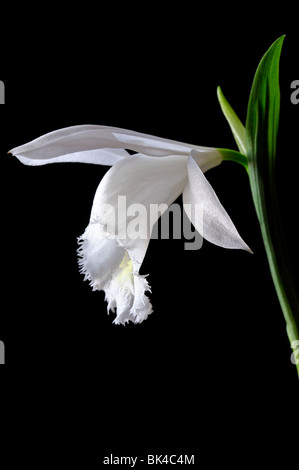 pleione formosana alba species windowsill orchid flower plant white set contrast contrasted black dark background Stock Photo