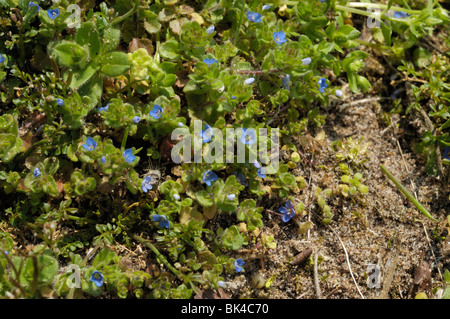 Wall Speedwell Stock Photo