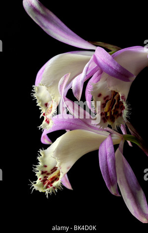 Pleione zeus weinstein windowsill orchid flower plant pink purple white yellow set contrast contrasted black dark background Stock Photo