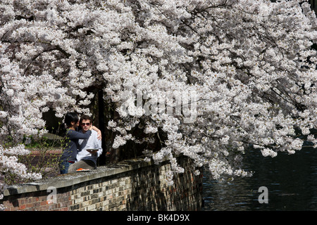 English cherry  tree IN Cambridge Stock Photo