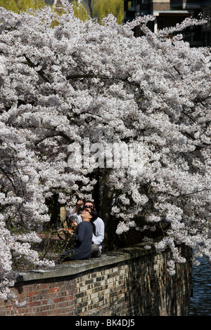 English cherry  tree IN Cambridge Stock Photo