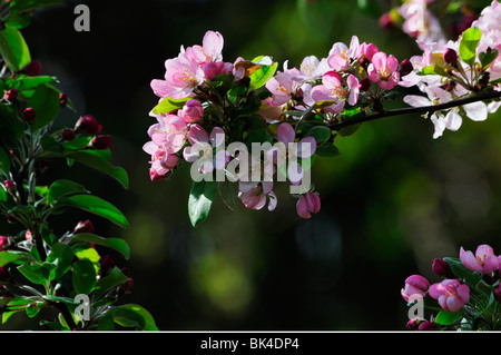 The early morning sun catches a crabapple tree, Malus, branch and lights up the blossoms in the spring. Oklahoma, USA. Stock Photo