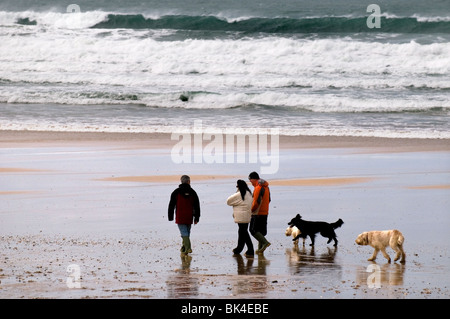 People walking their dogs on Fistral Beach in Newquay in Cornwall.  Photo by Gordon Scammell Stock Photo