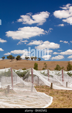 Grape vines in near Shepperton in Victoria covered up to protect them from birds. Stock Photo