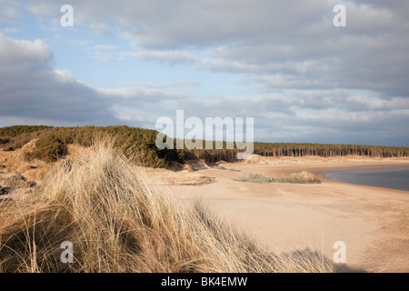 View to Newborough Forest and beach from Llanddwyn Island. Newborough, Isle of Anglesey, North Wales, UK, Britain. Stock Photo